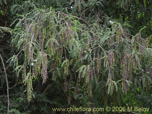 Imágen de Sophora cassioides (Pelú / Mayu-monte / Pilo). Haga un clic para aumentar parte de imágen.